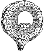 <strong> Figure 38.2 The structure diagrammed in Figure 38.2 is the</strong> A) neuromast. B) statocyst. C) taste bud. D) ommatidium. E) olfactory bulb.
