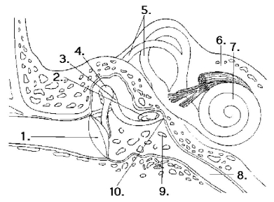 The next questions refer to the diagram of the ear in Figure 38.3. Figure 38.3 -Vibrations of the tympanic membrane are transmitted to the oval window by the structures at which numbers?
