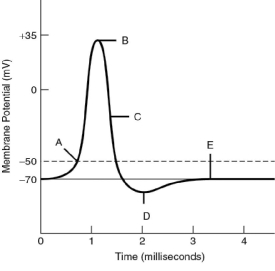 For the following questions, refer to the graph of an action potential in Figure 37.1. Figure 37.1 -The neuronal membrane is at its resting potential at label