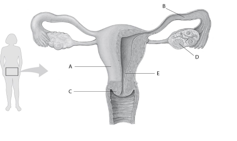 Refer to the following figure, which diagrams the reproductive anatomy of the human female, to answer the following questions. Figure 36.1 -In Figure 36.1, which letter points to the corpus luteum?