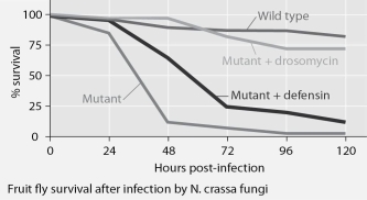 <strong>Mutant fruit flies that make only one antimicrobial peptide were tested for survival after infection with Neurospora crassa fungi or with Micrococcus luteus bacteria, and the results are shown in Figures 35.1 and 35.2. Figure 35.1 Figure 35.2 The results shown in the graphs in Figures 35.1 and 35.2 support the hypothesis that</strong> A) adding the defensin gene to such mutants protects them from fungal infection. B) adding the drosomycin gene to such mutants protects them from fungal infection. C) wild-type flies with the full set of genes for antimicrobial peptides are highly susceptible to these infective agents. D) the presence of any single antimicrobial peptide protects against both infective agents. E) even the wild-type flies rarely, if ever, survive for 5 days.