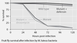 <strong>Mutant fruit flies that make only one antimicrobial peptide were tested for survival after infection with Neurospora crassa fungi or with Micrococcus luteus bacteria, and the results are shown in Figures 35.1 and 35.2. Figure 35.1 Figure 35.2 The results shown in the graphs in Figures 35.1 and 35.2 support the hypothesis that</strong> A) adding the defensin gene to such mutants protects them from fungal infection. B) adding the drosomycin gene to such mutants protects them from fungal infection. C) wild-type flies with the full set of genes for antimicrobial peptides are highly susceptible to these infective agents. D) the presence of any single antimicrobial peptide protects against both infective agents. E) even the wild-type flies rarely, if ever, survive for 5 days.