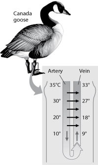 Figure 32.1 -The thin horizontal arrows in Figure 32.1 show that
