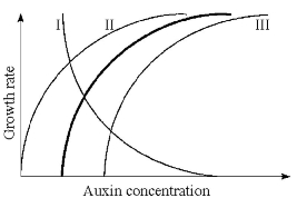 <strong> Figure 31.1 The heavy line in Figure 31.1 illustrates the relationship between auxin concentration and cell growth in stem tissues. If the same range of concentrations were applied to lateral buds, what curve(s) would probably be produced?</strong> A) I B) II C) III D) II or III E) I or III