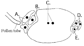 <strong>The following questions refer to the diagram of an embryo sac of an angiosperm shown in Figure 30.1. Figure 30.1 Based on Figure 30.1, which cell(s) guide(s) the pollen tube to the egg cell?</strong> A) A B) B C) C D) D E) E