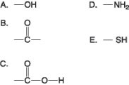 Figure 3.4 -Which of the groups shown in Figure 3.4 is a functional group that helps stabilize proteins by forming covalent cross-links within or between protein molecules?