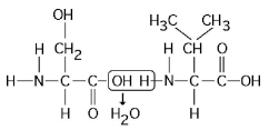 Figure 3.11 -Which of the following statements is true regarding the chemical reaction illustrated in Figure 3.11?