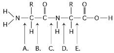 Refer to Figure 3.12 to answer the following questions. Figure 3.12 -Which bond is a peptide bond?