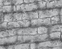 Figure 28.1 -Which of the following are true statements about the cells shown in the photograph in Figure 28.1?