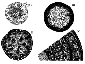 <strong>The following questions are based on the drawing of root or stem cross sections shown in Figure 28.2. Figure 28.2 A plant that is at least 3 years old is represented by</strong> A) I only. B) II only. C) III only. D) IV only. E) both I and III.