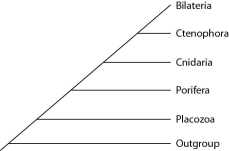 <strong>Placozoan evolutionary relationships to other animals are currently unclear, and different phylogenies can be created, depending on the character used to infer relatedness. Sponges have no tissues, but about 20 cell types. Tp (Trichoplax adhaerens) produces a neuropeptide almost identical to one found in cnidarians. The genome of Tp, although the smallest of any known animal, shares many features of complex eumetazoan (even human!) genomes. The next three questions refer to the phylogenetic trees that follow. I. II. III. Which phylogeny has been created by emphasizing the structural simplicity of placozoans?</strong> A) I B) II C) III