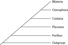 <strong>Placozoan evolutionary relationships to other animals are currently unclear, and different phylogenies can be created, depending on the character used to infer relatedness. Sponges have no tissues, but about 20 cell types. Tp (Trichoplax adhaerens) produces a neuropeptide almost identical to one found in cnidarians. The genome of Tp, although the smallest of any known animal, shares many features of complex eumetazoan (even human!) genomes. The next three questions refer to the phylogenetic trees that follow. I. II. III. Which phylogeny has been created by emphasizing the structural simplicity of placozoans?</strong> A) I B) II C) III