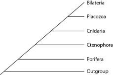 <strong>Placozoan evolutionary relationships to other animals are currently unclear, and different phylogenies can be created, depending on the character used to infer relatedness. Sponges have no tissues, but about 20 cell types. Tp (Trichoplax adhaerens) produces a neuropeptide almost identical to one found in cnidarians. The genome of Tp, although the smallest of any known animal, shares many features of complex eumetazoan (even human!) genomes. The next three questions refer to the phylogenetic trees that follow. I. II. III. Which phylogeny has been created by emphasizing the structural simplicity of placozoans?</strong> A) I B) II C) III