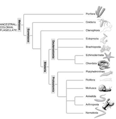 A: Morphological phylogeny. B: Molecular phylogeny. -Which of the following is a point of conflict between the phylogenetic analyses presented in these two figures?