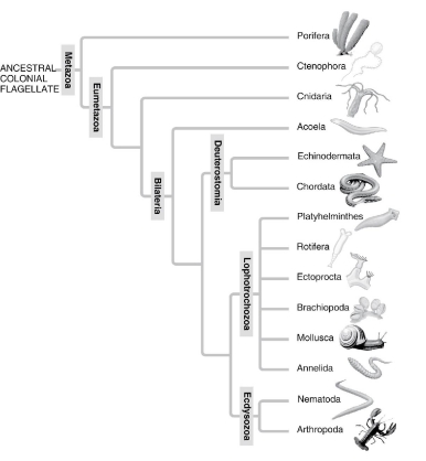 A: Morphological phylogeny. B: Molecular phylogeny. -Which of the following is a point of conflict between the phylogenetic analyses presented in these two figures?
