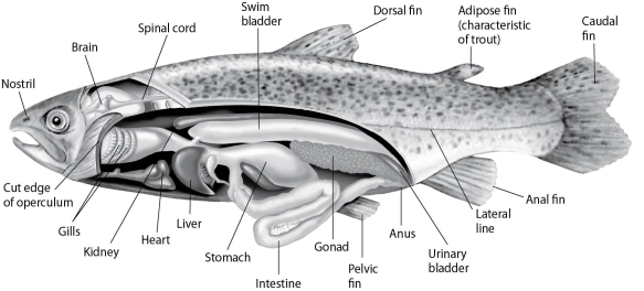 <strong> Figure 27.2 Fishes that have swim bladders can regulate their density and thus their buoyancy. There are two types of swim bladder: physostomus and physoclistus. The ancestral version is the physostomus version, in which the swim bladder is connected to the esophagus via a short tube (Figure 27.2). The fish fills this version by swimming to the surface, taking gulps of air, and directing them into the swim bladder. Air is removed from this version by belching. The physoclistus version is more derived, and has lost its connection to the esophagus. Instead, gas enters and leaves the swim bladder via special circulatory mechanisms within the wall of the swim bladder. The presence of a swim bladder allows the typical ray-finned fish to stop swimming and still</strong> A) effectively circulate its blood. B) be highly maneuverable. C) use its lateral line system. D) use its swim bladder as a respiratory organ. E) not sink.