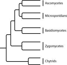 The next few questions refer to the following phylogenetic trees. I. II. III. IV. -Which tree depicts the microsporidians as a sister group of the ascomycetes?