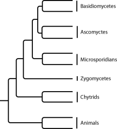 The next few questions refer to the following phylogenetic trees. I. II. III. IV. -Which tree depicts the microsporidians as a sister group of the ascomycetes?