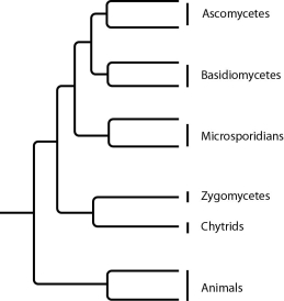 The next few questions refer to the following phylogenetic trees. I. II. III. IV. -Which tree depicts the microsporidians as a sister group of the ascomycetes?
