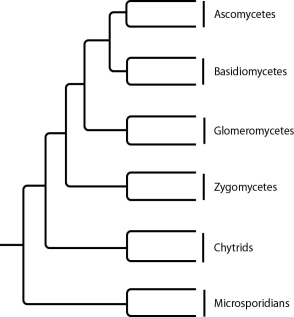 The next few questions refer to the following phylogenetic trees. I. II. III. IV. -Which tree depicts the microsporidians as a sister group of the ascomycetes?