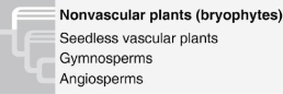 Figure 26.3 -What is true of the phylogenetic tree in Figure 26.3? 1. It depicts uncertainty about whether the bryophytes or the vascular plants evolved first. 2) It is hypothetical. 3) It includes polytomies. 4) It shows that ferns (phylum Pterophyta) are the closest living relatives to the seed plants. 5) It indicates that seeds are a shared ancestral character of all vascular plants.