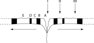 <strong>The following questions refer to the description and Figure 23.1. Figure 23.1 represents a cross section of the sea floor through a mid-ocean rift valley, with alternating patches of black and white indicating sea floor with reversed magnetic polarities. At the arrow labeled I (the rift valley), the igneous rock of the sea floor is so young that it can be accurately dated using carbon-14 dating. At the arrow labeled III, however, the igneous rock is about 1 million years old, and potassium-40 dating is typically used to date such rocks. Note: The horizontal arrows indicate the direction of sea-floor spreading, away from the rift valley. Figure 23.1 Assuming that the rate of sea-floor spreading was constant during the 1-million-year period depicted in Figure 23.1, on average Earth's magnetic field has undergone reversal once every</strong> A) 10,000 years. B) 25,000 years. C) 100,000 years. D) 250,000 years. E) 1,000,000 years.