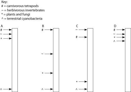 <strong> Figure 23.2 The following questions refer to the paragraph below. A sediment core is removed from the floor of an inland sea. The sea has been in existence, off and on, throughout the entire time that terrestrial life has existed. Researchers wish to locate and study the terrestrial organisms fossilized in this core. The core is illustrated as a vertical column, with the top of the column representing the most recent strata and the bottom representing the time when land was first colonized by life. Assuming the existence of fossilized markers for each of the following chemicals, what is the sequence in which they should be found in this sediment core, working from ancient sediments to recent sediments? 1. chitin coupled with protein 2) chlorophyll 3) bone 4) cellulose</strong> A) 2, 4, 3, 1 B) 2, 4, 1, 3 C) 4, 2, 1, 3 D) 4, 2, 3, 1