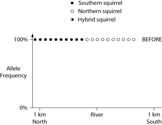 <strong>In a hypothetical situation, the National Park Service, which administers Grand Canyon National Park in Arizona, builds a footbridge over the Colorado River at the bottom of the canyon. The footbridge permits migration to occur between populations of two closely related antelope squirrels. Previously, one type of squirrel had been restricted to the terrain south of the river, and the other type had been restricted to terrain on the north side of the river. Immediately before and 10 years after the bridge's completion, researchers collected 10 antelope squirrels from both sides of the river, took blood samples, and collected frequencies of alleles unique to the two types of antelope squirrels (see the graphs in Figures 22.2 and 22.3). Figure 22.2 Figure 22.3 The data in these graphs indicate that</strong> A) a hybrid zone was established after the completion of the bridge. B) there was no migration between the two squirrel populations after the bridge was completed. C) gene flow occurred from one type of squirrel into the gene pool of the other type of squirrel. D) two-way migration of squirrels occurred across the bridge, but without hybridization. E) some northern squirrels migrated south, but no southern squirrels migrated north across the bridge.