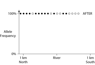 <strong>In a hypothetical situation, the National Park Service, which administers Grand Canyon National Park in Arizona, builds a footbridge over the Colorado River at the bottom of the canyon. The footbridge permits migration to occur between populations of two closely related antelope squirrels. Previously, one type of squirrel had been restricted to the terrain south of the river, and the other type had been restricted to terrain on the north side of the river. Immediately before and 10 years after the bridge's completion, researchers collected 10 antelope squirrels from both sides of the river, took blood samples, and collected frequencies of alleles unique to the two types of antelope squirrels (see the graphs in Figures 22.2 and 22.3). Figure 22.2 Figure 22.3 The data in these graphs indicate that</strong> A) a hybrid zone was established after the completion of the bridge. B) there was no migration between the two squirrel populations after the bridge was completed. C) gene flow occurred from one type of squirrel into the gene pool of the other type of squirrel. D) two-way migration of squirrels occurred across the bridge, but without hybridization. E) some northern squirrels migrated south, but no southern squirrels migrated north across the bridge.