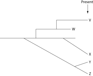 <strong>The next few questions refer to the evolutionary tree in Figure 22.4, whose horizontal axis represents time (present time is on the far right) and whose vertical axis represents morphological change. Figure 22.4 Which species is least expected to have a good record of transitional fossils; in other words, which species' fossils, if present at all, are expected only in relatively superficial (i.e., shallow) strata?</strong> A) V B) W C) X D) Y E) Z