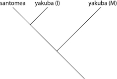 <strong>Which of these evolutionary trees represents the situation described in the previous paragraph? (Note: Yakuba (I) represents the island population, and yakuba (M) represents the mainland population.)</strong> A) B) C) D)