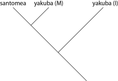 <strong>Which of these evolutionary trees represents the situation described in the previous paragraph? (Note: Yakuba (I) represents the island population, and yakuba (M) represents the mainland population.)</strong> A) B) C) D)
