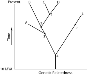 <strong>Use Figure 20.1 to answer the following questions. Figure 20.1 Which extinct species should be the best candidate to serve as the outgroup for the clade whose common ancestor occurs at position 2 in Figure 20.1?</strong> A) A B) B C) C D) D E) E