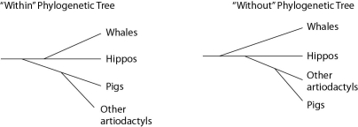 <strong>Traditionally, whales and hippopotamuses have been classified in different orders, the Cetacea and the Artiodactyla, respectively. Recent molecular evidence, however, indicates that the whales' closest living relatives are the hippos. This has caused some zoologists to lump the two orders together into a single clade, the Cetartiodactyla. There is no consensus on whether the Cetartiodactyla should be accorded order status or superorder status. This is because it remains unclear whether the whale lineage diverged from the lineage leading to the hippos before or after the other members of the order Artiodactyla (pigs, camels, etc.) diverged (see Figure 20.2). Figure 20.2 contrasts the Within the artiodactyls origin of the whale lineage with the Without the artiodactyls origin of the whale lineage. What can be properly inferred from Figure 20.2?</strong> A) In the Without tree, pigs are more distantly related to hippos than is depicted in the Within tree. B) In the Without tree, pigs are more closely related to hippos than are whales. C) In the Within tree, pigs are more closely related to whales than they are to hippos. D) The Without tree is more consistent with molecular evidence than is the Within tree. E) In the Within tree, all artiodactyls, including hippos, are more closely related to each other than any are to the whales.