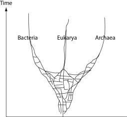 <strong>The following questions refer to the phylogenetic tree in Figure 20.3, depicting the origins of life and of the three domains. Horizontal lines indicate instances of gene or genome transfer. Figure 20.3 A possible phylogenetic tree for the three domains of life. Which portion of Figure 20.3 may ultimately be better depicted as a ring?</strong> A) the bacterial lineage B) the archaean lineage C) the eukaryotic lineage D) the trunk of the tree E) the part corresponding to the first living cell on Earth