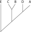 <strong>The next questions refer to Table 20.1, which compares the % sequence homology of four different parts (two introns and two exons) of a gene that is found in five different eukaryotic species. Each part is numbered to indicate its distance from the promoter (e.g., Intron I is the one closest to the promoter). The data reported for species A were obtained by comparing DNA from one member of species A to the DNA of another member of species A. Table 20.1 Based on the tabular data, and assuming that time advances vertically, which cladogram (a type of phylogenetic tree) is the most likely depiction of the evolutionary relationships among these five species?</strong> A) B) C) D)