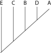 <strong>The next questions refer to Table 20.1, which compares the % sequence homology of four different parts (two introns and two exons) of a gene that is found in five different eukaryotic species. Each part is numbered to indicate its distance from the promoter (e.g., Intron I is the one closest to the promoter). The data reported for species A were obtained by comparing DNA from one member of species A to the DNA of another member of species A. Table 20.1 Based on the tabular data, and assuming that time advances vertically, which cladogram (a type of phylogenetic tree) is the most likely depiction of the evolutionary relationships among these five species?</strong> A) B) C) D)