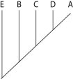<strong>The next questions refer to Table 20.1, which compares the % sequence homology of four different parts (two introns and two exons) of a gene that is found in five different eukaryotic species. Each part is numbered to indicate its distance from the promoter (e.g., Intron I is the one closest to the promoter). The data reported for species A were obtained by comparing DNA from one member of species A to the DNA of another member of species A. Table 20.1 Based on the tabular data, and assuming that time advances vertically, which cladogram (a type of phylogenetic tree) is the most likely depiction of the evolutionary relationships among these five species?</strong> A) B) C) D)