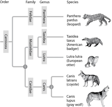 <strong>In figure shown below, which similarly inclusive taxon descended from the same common ancestor as Canidae? </strong> A) Felidae B) Mustelidae C) Carnivora D) Canis E) Lutra