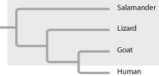 <strong>Based on the tree below, which statement is not correct? </strong> A) The salamander lineage is a basal taxon. B) Salamanders are a sister group to the group containing lizards, goats, and humans. C) Salamanders are as closely related to goats as to humans. D) Lizards are more closely related to salamanders than to humans. E) The group highlighted by shading is paraphyletic.