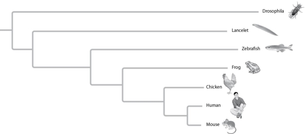 <strong>The relative lengths of the frog and mouse branches in the phylogenetic tree in the figure given below indicate that </strong> A) frogs evolved before mice. B) mice evolved before frogs. C) the genes of frogs and mice have only coincidental homoplasies. D) the homolog has evolved more slowly in mice. E) the homolog has evolved more rapidly in mice.