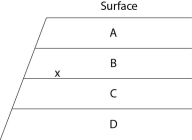 <strong>The following questions refer to Figure 19.1, which shows an outcrop of sedimentary rock whose strata are labeled A-D. Figure 19.1 Currently, two extant elephant species (X and Y) are placed in the genus Loxodonta and a third species (Z) is placed in the genus Elephas. Assuming this classification reflects evolutionary relatedness, which of the following is the most accurate phylogenetic tree?</strong> A) B) C) D) E)