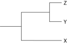 <strong>The following questions refer to Figure 19.1, which shows an outcrop of sedimentary rock whose strata are labeled A-D. Figure 19.1 Currently, two extant elephant species (X and Y) are placed in the genus Loxodonta and a third species (Z) is placed in the genus Elephas. Assuming this classification reflects evolutionary relatedness, which of the following is the most accurate phylogenetic tree?</strong> A) B) C) D) E)
