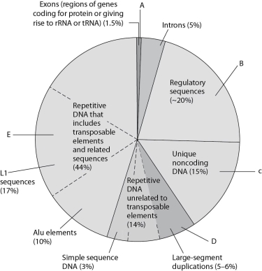 <strong>Use Figure 18.1 to answer the next few questions. Figure 18.1 Types of DNA sequences in the human genome. The pie chart in Figure 18.1 represents the relative frequencies of the following in the human genome: I. repetitive DNA unrelated to transposons II. repetitive DNA that includes transposons III. unique noncoding DNA IV. introns and regulatory sequences V. exons Which region is occupied by exons only (V)?</strong> A) A B) B C) C D) D E) E