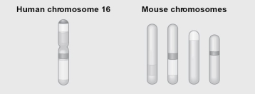 <strong>Use Figure 18.2 to answer the next few questions. Figure 18.2 shows a diagram of blocks of genes on human chromosome 16 and the locations of blocks of similar genes on four chromosomes of the mouse. Which of the following represents another example of the same phenomenon as that shown in Figure 18.2?</strong> A) the apparent centric fusion between two chromosome pairs of primates such as chimps to form the ancestor of human chromosome 2 B) the difference in the numbers of chromosomes in five species of one genus of birds C) the formation of several pseudogenes in the globin gene family subsequent to human divergence from other primates D) the high frequency of polyploidy in many species of angiosperms