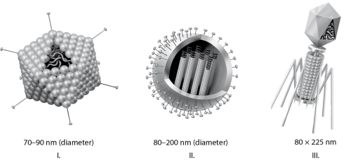 <strong> Figure 17.1 Which of the three types of viruses shown in Figure 17.1 would you expect to include glycoproteins?</strong> A) I only B) II only C) III only D) I and II only E) all three