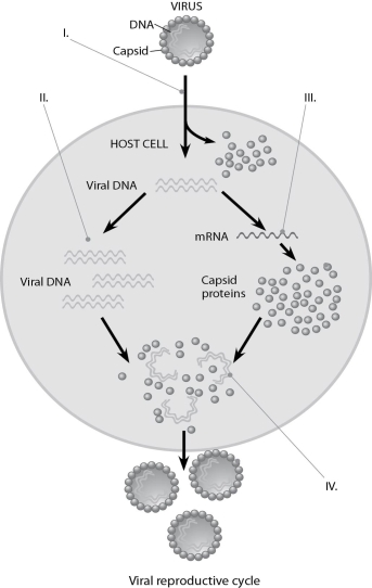 <strong> Figure 17.2 In Figure 17.2, at the arrow marked II, what enzyme(s) are being utilized?</strong> A) reverse transcriptase B) viral DNA polymerase C) host cell DNA polymerase D) host cell RNA polymerase E) host cell DNA and RNA polymerases