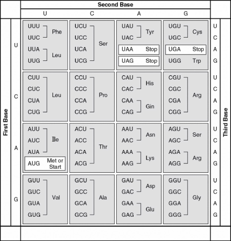 <strong>The following questions refer to the table of codons in Figure 14.2. Figure 14.2 A possible sequence of nucleotides in the template strand of DNA that would code for the polypeptide sequence phe-leu-ile-val would be</strong> A) 5' TTG-CTA-CAG-TAG 3'. B) 3' AAC-GAC-GUC-AUA 5'. C) 5' AUG-CTG-CAG-TAT 3'. D) 3' AAA-AAT-ATA-ACA 5'. E) 3' AAA-GAA-TAA-CAA 5'.