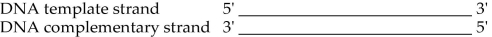 <strong>Use the representation in Figure 14.3 to answer the following questions. Figure 14.3 In the transcription event of the previous DNA, where would the promoter be located?</strong> A) at the 3' end of the newly made RNA B) to the right of the template strand C) to the left of the template strand D) to the right of the sense strand E) to the left of the sense strand