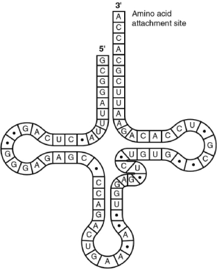 <strong> Figure 14.5 Figure 14.5 represents tRNA that recognizes and binds a particular amino acid (in this instance, phenylalanine). Which codon on the mRNA strand codes for this amino acid?</strong> A) UGG B) GUG C) GUA D) UUC E) CAU